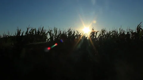 Corn Silhouette Stock Footage 27515107