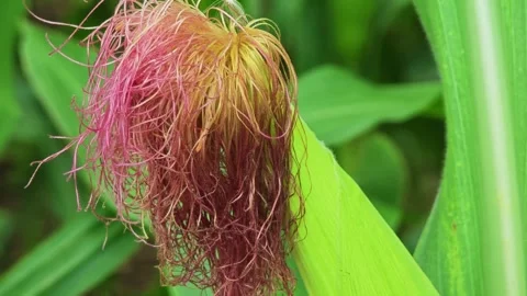Corn Silk Close-Up On Young Green Ear With Leaves, Agricultural Macro Detai.. 库存影片 347483000