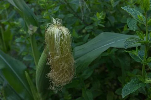 Corn silk coming out of a cob on the plant zea mays Stock Photos