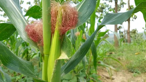 Corn Silk: Development of Zea mays Fruit in Agricultural Fields Vídeos de archivo 237706141