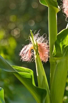 Corn Silk On The Stalk Stock Photos