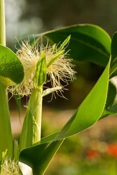 Corn silk on the stalk Stock Photos