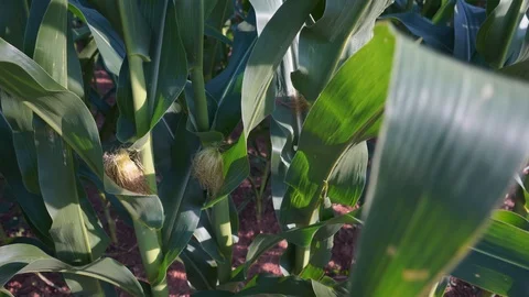 Corn Silks on Plant in Field-Medium 스톡 동영상 91412816