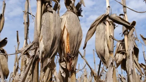 Corn in the skin Stock Footage 238859168