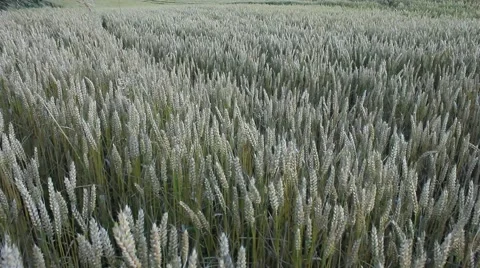 Corn Slightly blowing in the wind Stock Footage 53255729