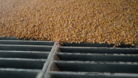 Corn Slow Motion Close Up Video stock 310172746