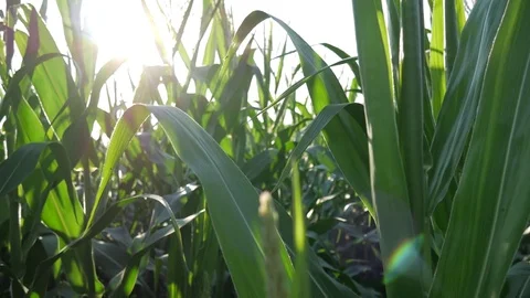 Corn slow motion Stock Footage 77646474
