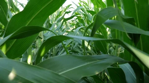 In corn with slow motion Stock Footage 77646825