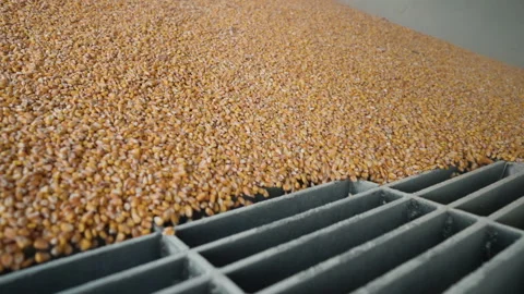Corn Slow Motion Video stock 310172757