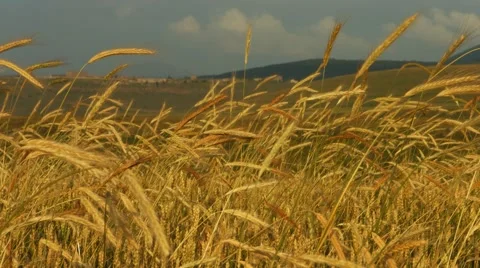 Corn Slowly Swaying in the Wind Vidéo 53202971