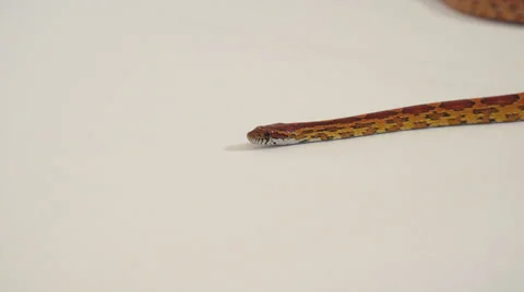 The Corn a Snake 7 스톡 동영상 65936554