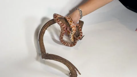 Coiled Up Snake Stock Videos – Royalty-Free HD & 4K Videos | Page 2