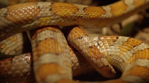 Corn snake coiled up in bunch on ground Stock Footage 69274607