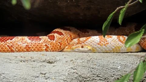 Corn Snake Coiled on Nature Background Фото