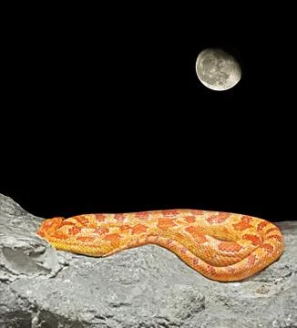 Corn Snake Coiled on The Rock on Night Scene Stock Photos