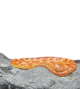 Corn Snake Coiled on The Rock on White Background, Clipping Path Stock Photos