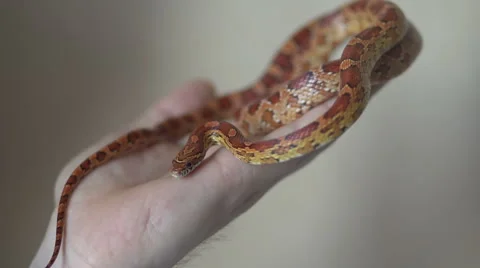 Corn snake crawling on a man's hand Stock Footage 47048325