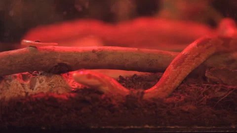 Corn snake crawls in the cage with infrared light Stock Footage 106063653