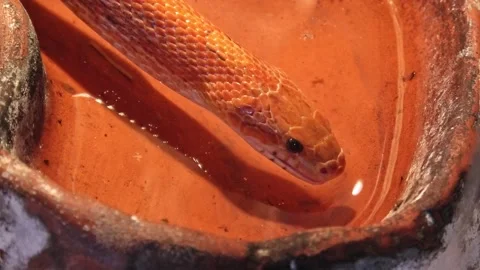 Corn snake drinking Stock Footage 136336461