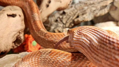 Corn snake feeding TIMELAPSE Stock Footage 280549304