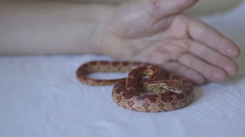 Corn snake Stock Footage 46989357