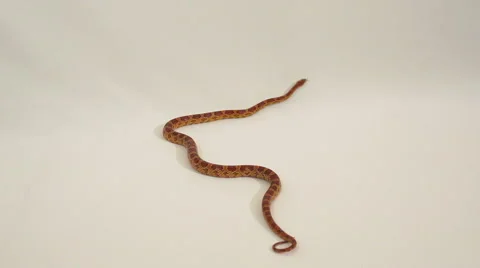 Corn snake Stock Footage 49762699