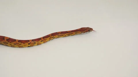 Corn snake Stock Footage 50026675