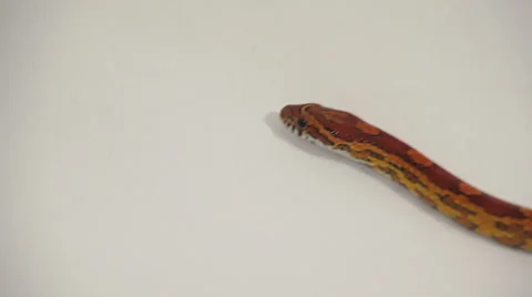 The Corn a Snake Stock Footage 59536140