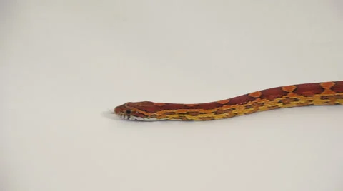 The Corn a Snake Stock Footage 59558010