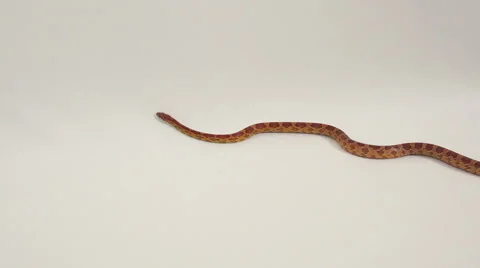 The Corn a Snake  Stock Footage 65933910