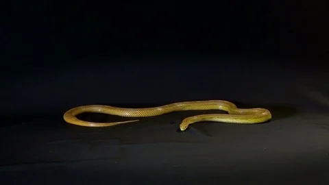 Corn Snake Stock Footage 81620048