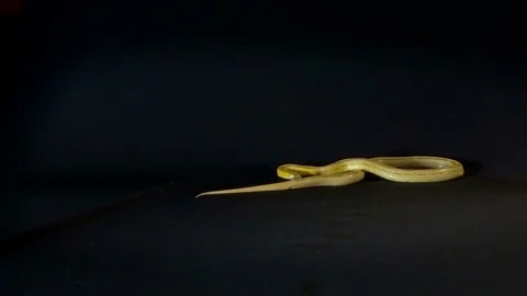 Corn Snake Stock Footage 81620164