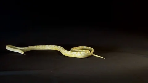 Corn Snake Stock Footage 81620271