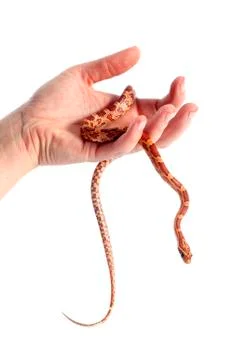 Corn snake in hand Stock Photos