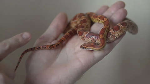 Corn snake on her arm Stock Footage 47051002