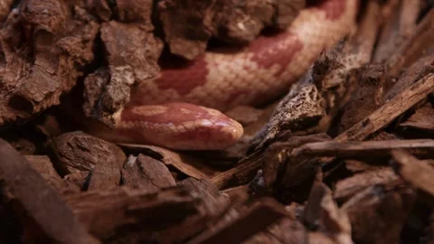 Corn snake hiding under wood bark in the forest Stock Footage 337758919
