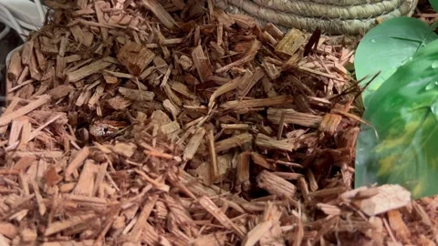 Corn Snake Hiding Under Wood Chips in Terrarium Vídeos de archivo 346729657
