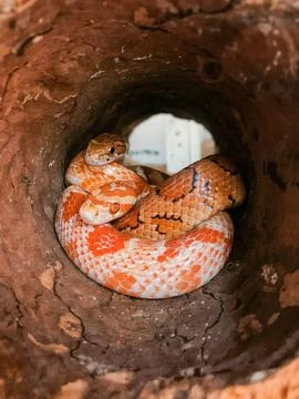 Corn snake inside hollow log Stock Photos
