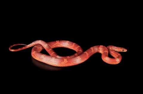 Corn Snake isolated on black background looking at camera Stock Photos