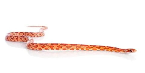 Corn snake Stock Photos