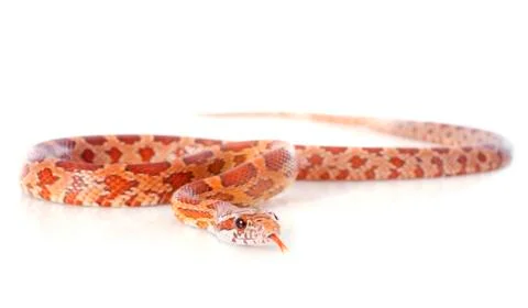 Corn snake Stock Photos