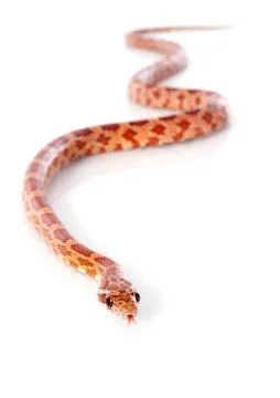 Corn snake Stock Photos