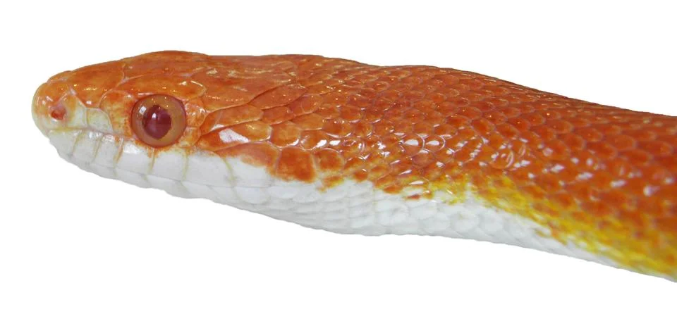 Corn snake 스톡 사진