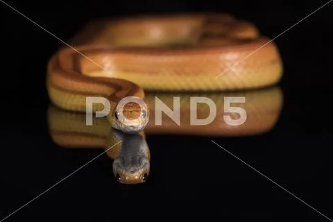 Corn Snake Stock Photos