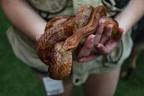 Corn snake Stock Photos