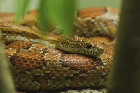 Corn Snake on the rock Is a snake that has been popular for raising beautiful Stock Photos