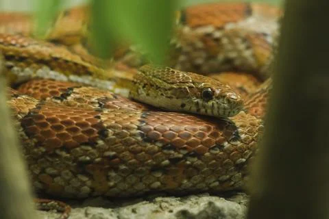 Corn Snake on the rock Is a snake that has been popular for raising beautiful Stock Photos
