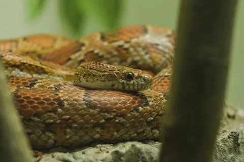 Corn Snake on the rock Is a snake that has been popular for raising beautiful Stock Photos