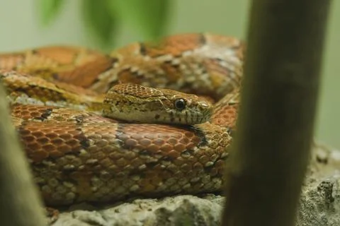 Corn Snake on the rock Is a snake that has been popular for raising beautiful Photos
