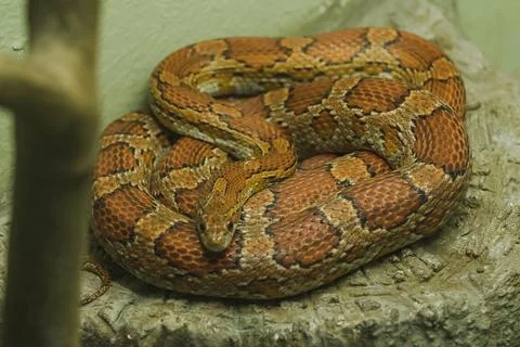 Corn Snake on the rock Is a snake that has been popular for raising beautiful Stock Photos